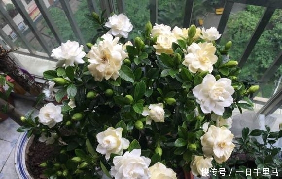  『顺利』北方养栀子花，需要多花心思，满足“2个度”，保障顺利开花
