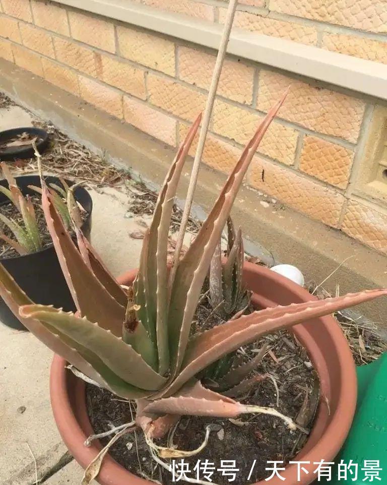 养护盆栽芦荟:盆栽芦荟的叶子变成褐色,“对症下药”能快速恢复翠绿