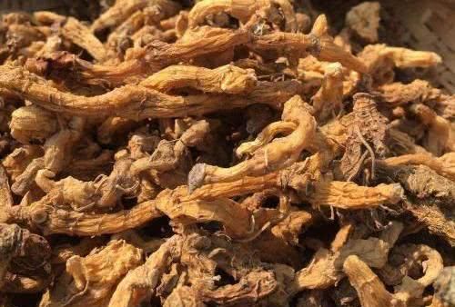 这种野草，农民用它的根泡酒喝，对腿有好处！