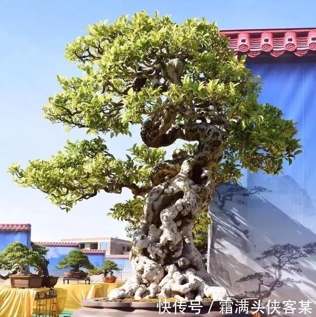  [栽种盆景]玩盆景，已成为当下追求高品质生活的一股潮流