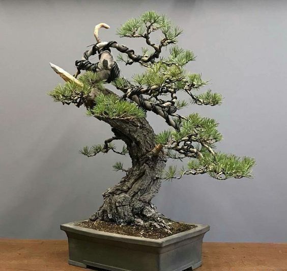 盆景欣赏:松柏的残缺美，不完美中的完美，枯木逢春的意境