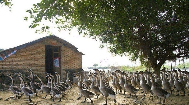  「保护区」下个月，村干部领取新任务，强拆4种养殖场，涉及村村