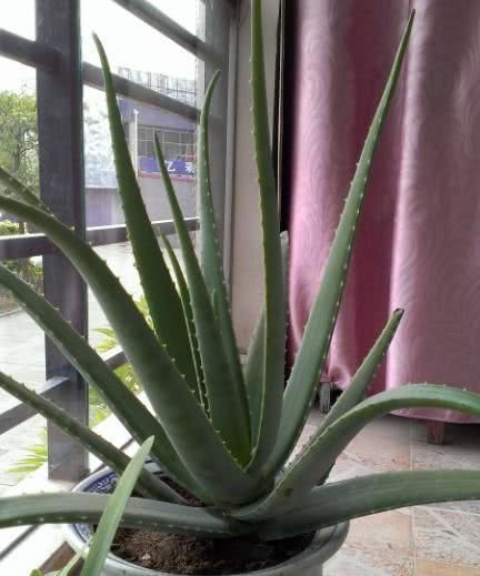  #阳光#此花，在接受阳光照射时，能够发出绿色光芒，极其美丽。