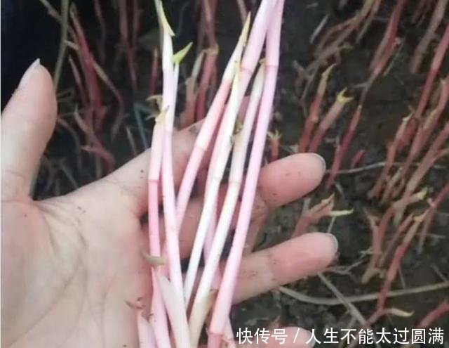 农民无意种下的“豆芽菜”，年赚十万，真是“懒人”也能赚大钱！