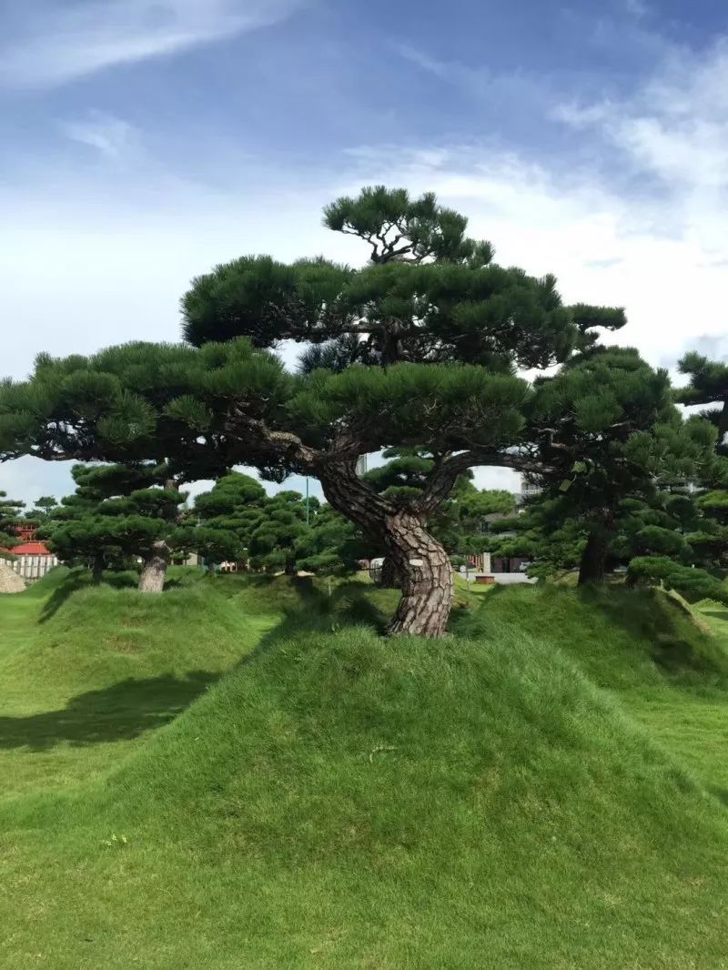 庭院深深，中式庭院 · 怡然自得