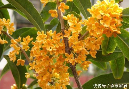  『养一株』院子阳台不要瞎养花，推荐几种树，果子好吃还能添福