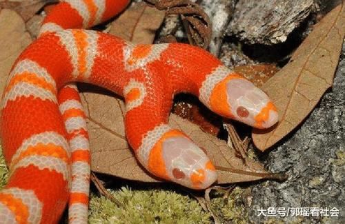 yw.8827.龙物视频