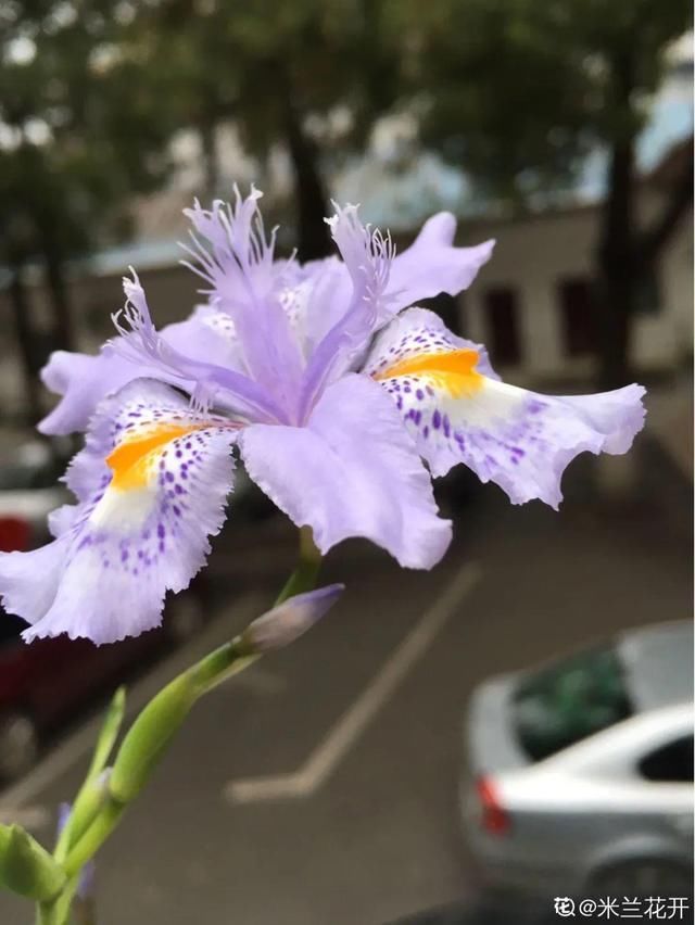 春天:20种春天爆盆花,阳台养一盆,天一暖和就开爆!