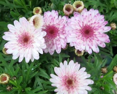  『开花』阳台养上4种花，再不担心没花赏，花开一茬接一茬，满屋清香怡人