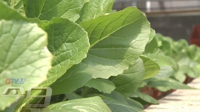  「农业生产」阳台变田园 盆栽蔬菜你家阳台有吗