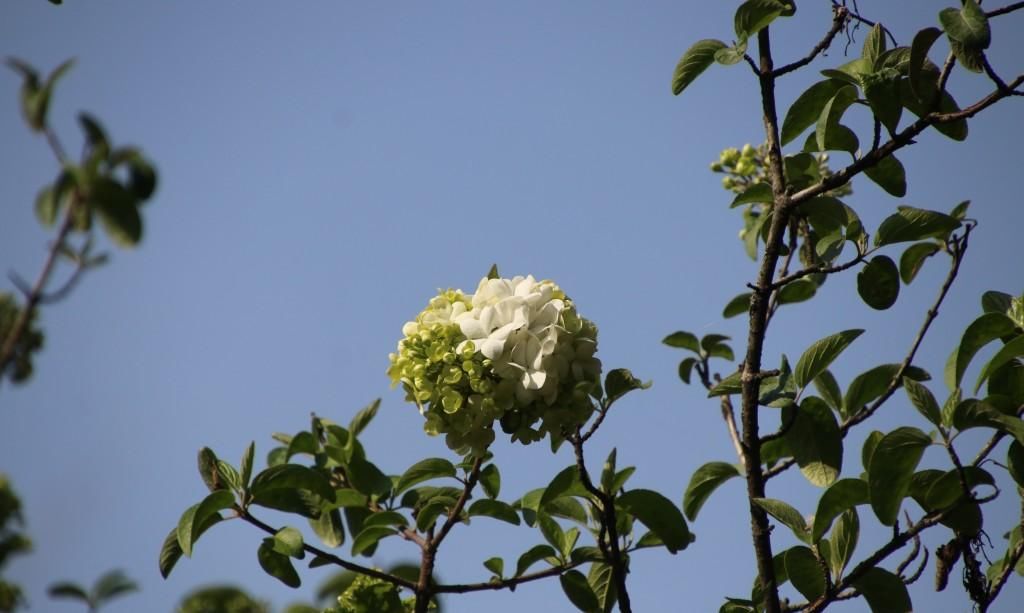  『绣球花』百花争春，绣球花也不堪寂寞