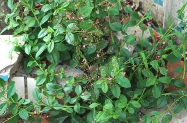  根部|农村这种产量高的野草，被称为“土人参”，根部有很高的医