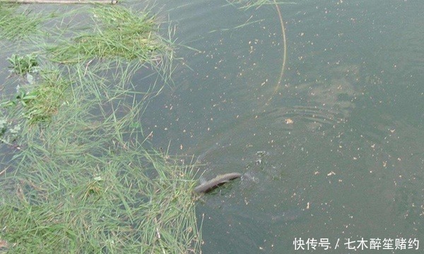 全浮草窝|夏钓草鱼必杀技巧:巧妙布草窝,轻松钓获大草鱼!