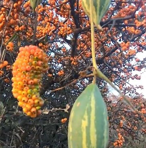 农村山里的一棵果树，每年硕果累累，却没人叫得出名字，你认识吗