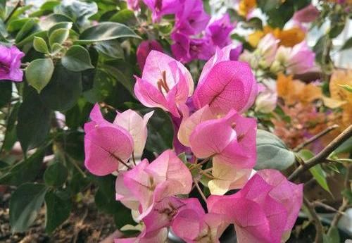  「三角梅开花」大叔养三角梅，花比叶子多，经常浇“这种液体”，年年开满阳台