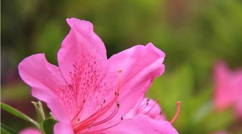  [盆栽]为什么邻居家的杜鹃花一年开几次花？杜鹃花盆栽叶片有黑点的原因