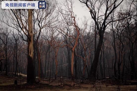 森林是一片森林吗