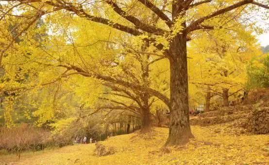 徐州这两天唱起了“小晴歌” 又是一年秋意浓，赏秋正当时！