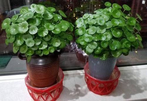  比手■铜钱草长的慢，黄叶子，半水半土栽培，叶子比手大，1月挤爆花盆