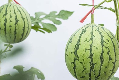 新乡封丘居厢果蔬飘香