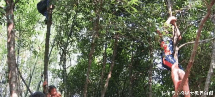 看完农村大叔摘山竹，发现卖得贵也是情有可原，钱都花了它身上！