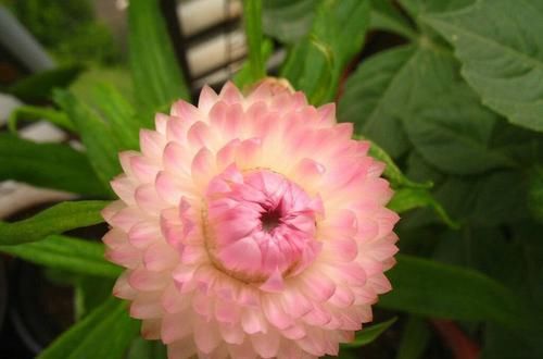  [开爆]懒人养这四款花，不仅好养活，开花成团成簇，蹭蹭地开爆花