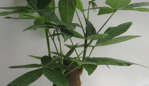 [发财树]家养的发财树一直不长,一个简单的操作,就能让它枝繁叶茂蹭蹭的...