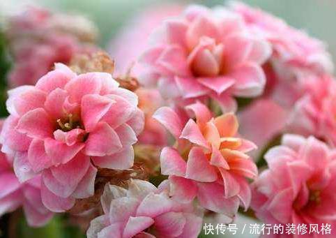 芦荟|谁说卧室不能养花?这三种花夜晚释放大量氧气,助你安心入眠