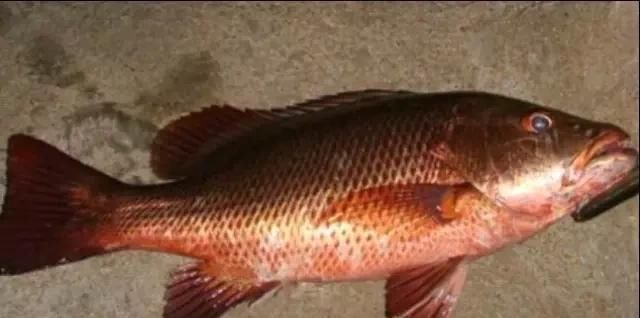  「东山叫红」46种海钓常见的鲷类鱼，最后一种高价的鱼原来也是鲷鱼，才知道