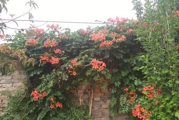  「小院」小院养这4种花，满墙都是花，太阳晒一晒，能开上千朵花