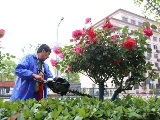  [大叶黄杨]路边捡的枝条，回来一插就活，长成大花树了