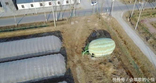 农民地里有一个“巨大的西瓜”，走近一看之后，让人直呼羡慕
