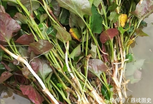  「纯野生」农村有气味的野草，一般人吃不惯，殊不知它价值珍贵