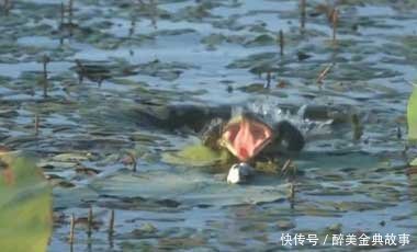 「男子」男子池塘用活老鼠钓鱼,没想到竟收获这种惊喜