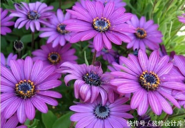 『赏心悦目』新手养花,不如养盆花中精品“蓝眼菊”,花色浓艳,赏心悦目