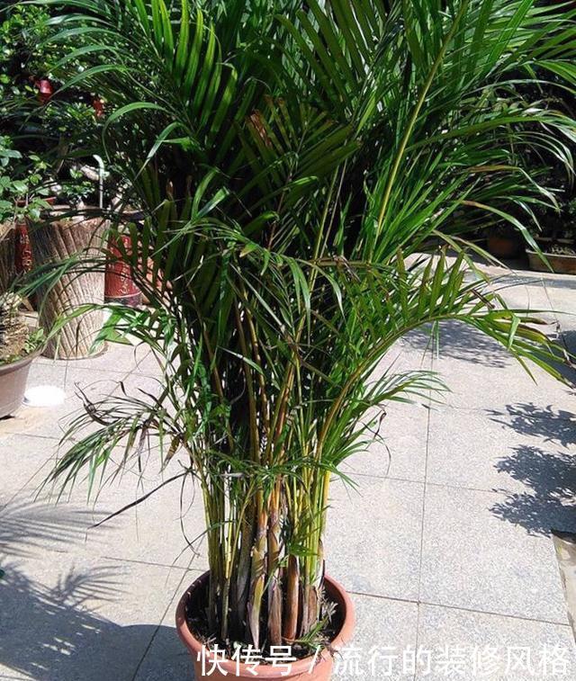  [油绿]散尾葵过冬，注意1个“小细节”，叶片油绿发亮，蹭蹭长到两米高