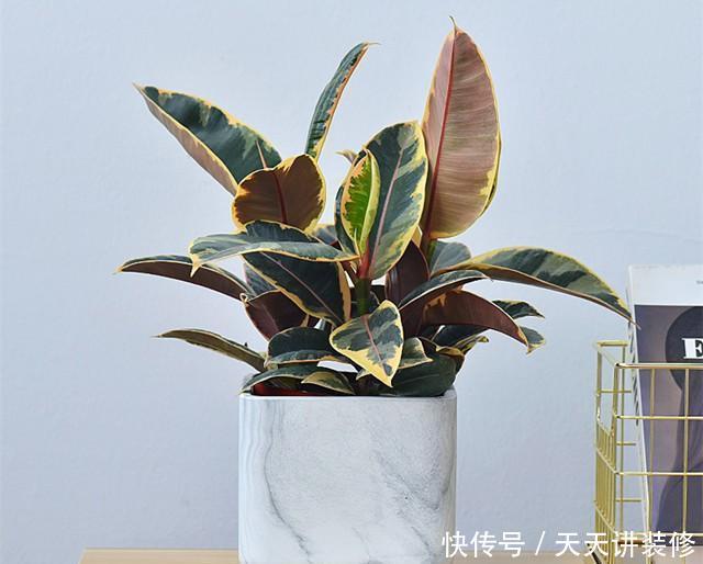 植物|客厅养一盆“这样的”橡皮树,逼格立马提升