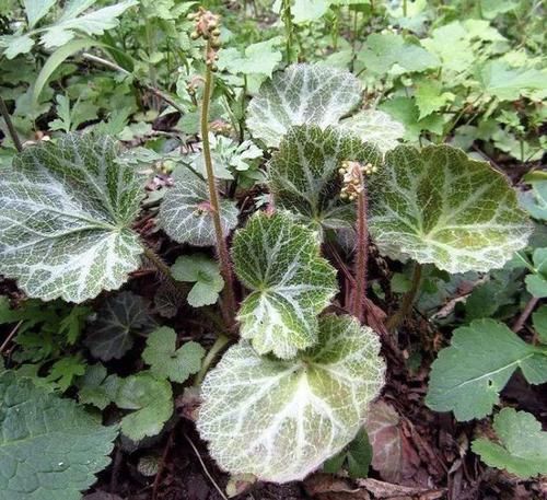  【植物】1种植物叶片宽，被称为“金线吊芙蓉”，全年可采收，价值高！