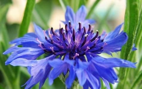  #花形#养花就养这四款，植株冠形丰满紧凑，花形优美，养在家里美不胜收