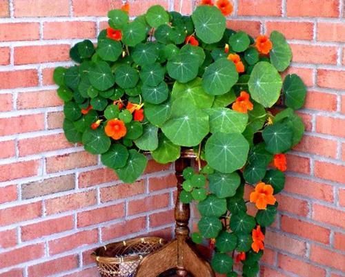  「旱金莲」这些花吊起来养，就和小瀑布一样，不仅不占地而且长得太惊艳了