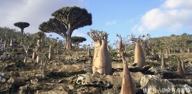 这块大陆被称为“外星世界”，已存在近2000万年，魅力独特！