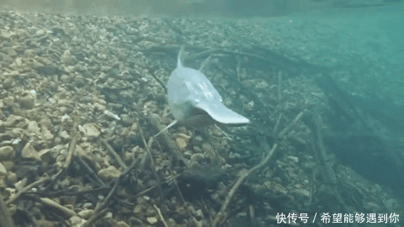  中华鲟|又一个物种灭绝，中国淡水鱼之王未能跨入2020……