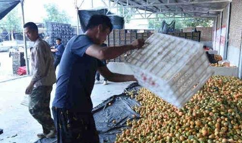  [收购]收购商“3毛钱一斤卖吗，不卖你去倒掉吧”