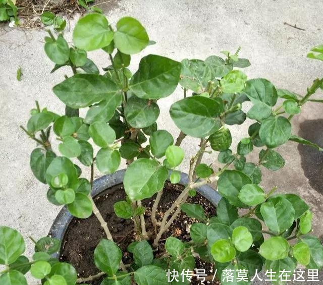 glevel_3"春天换盆季,3个情况需谨慎,不然换一盆死一盆