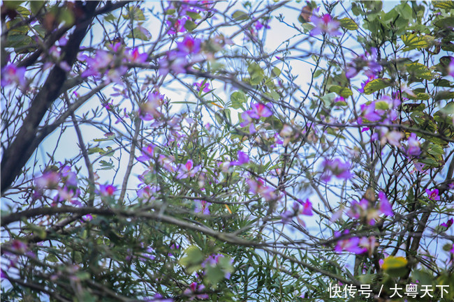 佛山南丹山宫粉紫荆绽放，满树和娇烂漫红，万枝丹彩灼春融