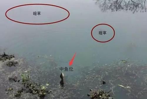  水草：野外钓鱼如何选择地点？注意这几个特征，基本都是鱼窝！