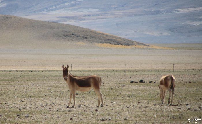 花甲之年自驾本田CR-V穿越阿里中线，拖底陷车无数，把车开废！