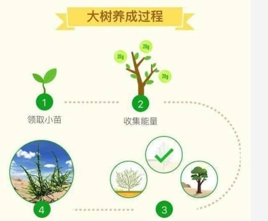 马云的蚂蚁森林是骗局？几年时间过去了，我们种的树长成这样？