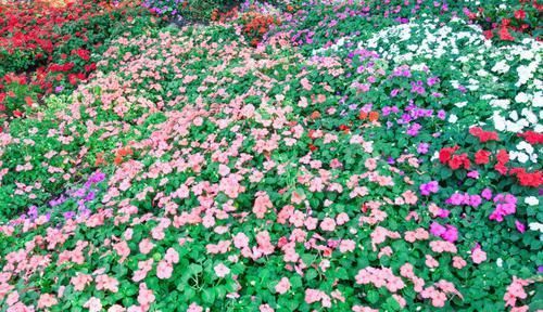  矮牵牛■养“矮牵牛”用四个方法，花开不断，一年成一片五彩缤纷的花海！