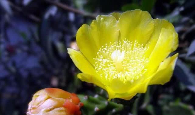  【爱护】路边这野草，人称“咽炎草”，目前无人工种植，遇见请